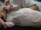 ecocardiografia proceso
